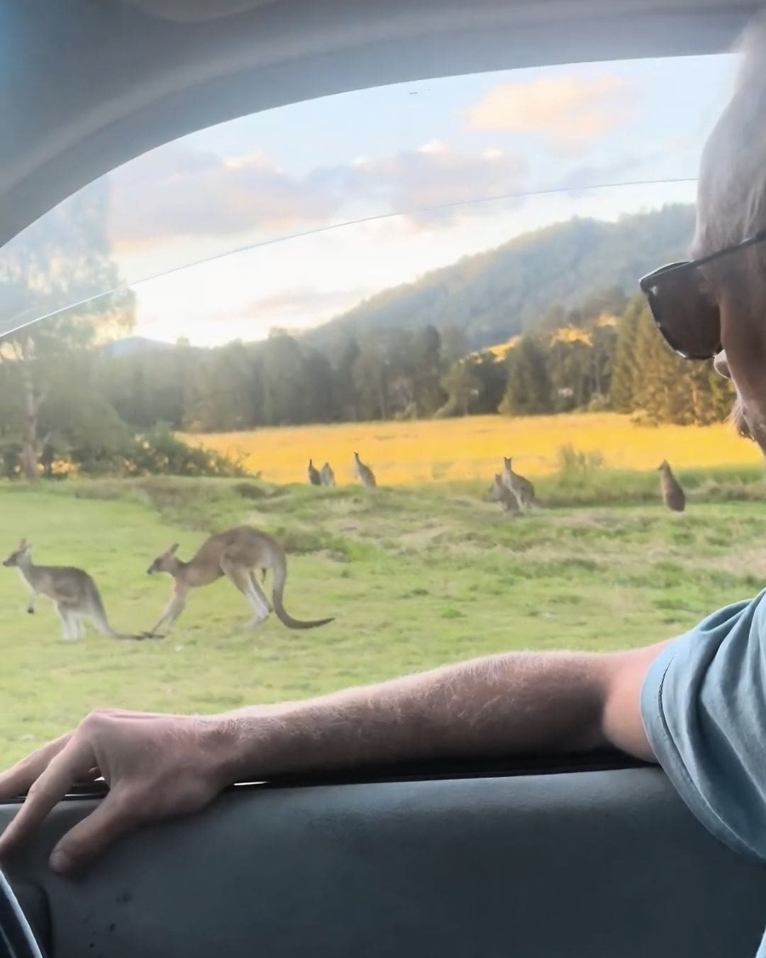 Kangaroos on the side of the road in Queensland