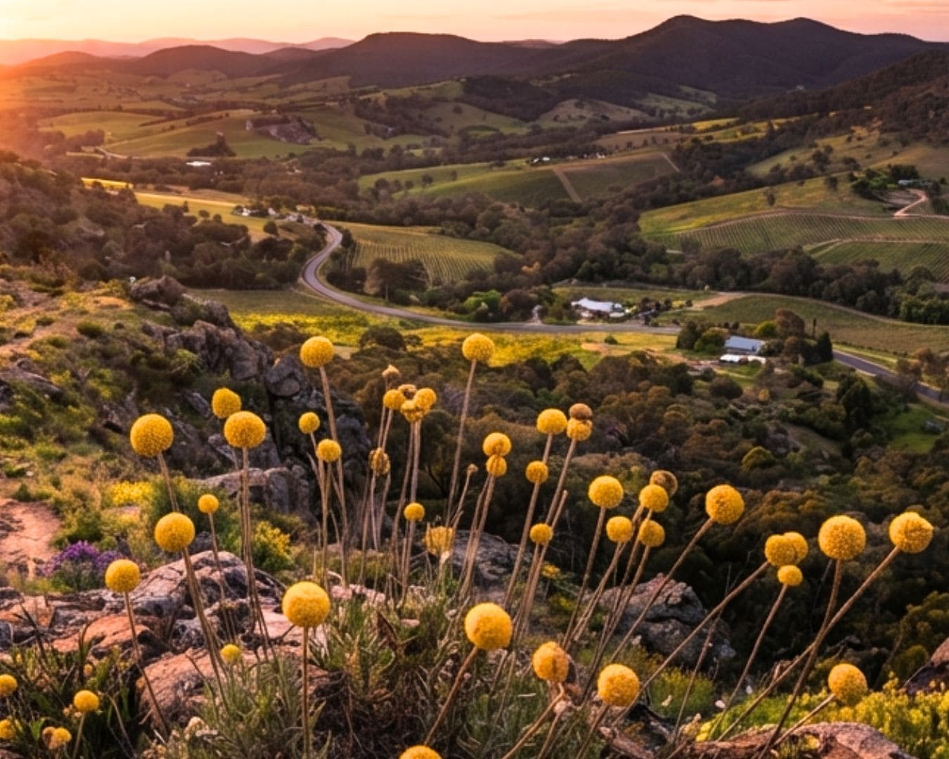 Yellow Billy Buttons in Clare Valley, South Australia