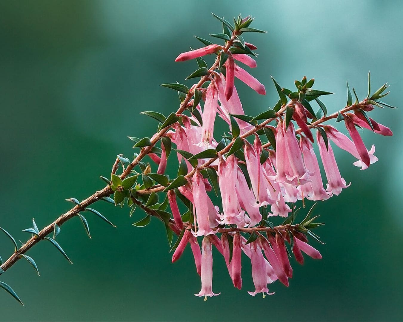Common heath
