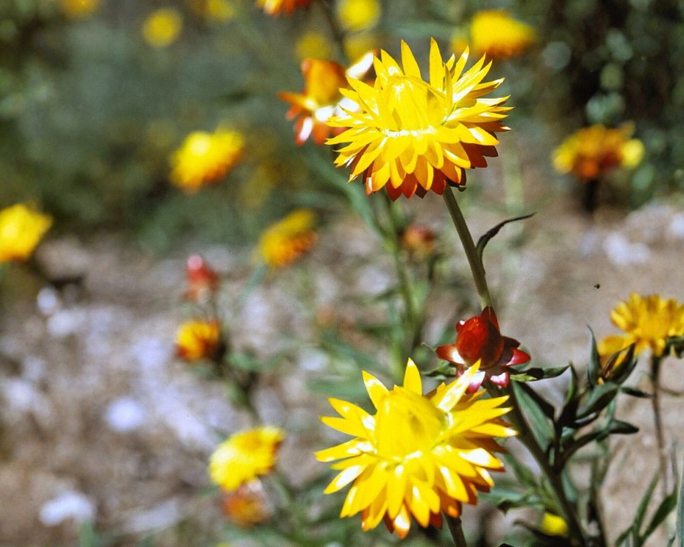 Everlasting paper daisies