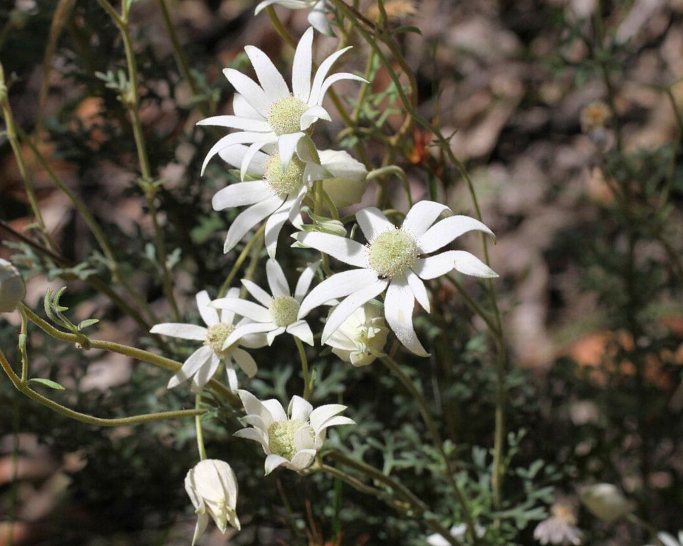 Flannel flower