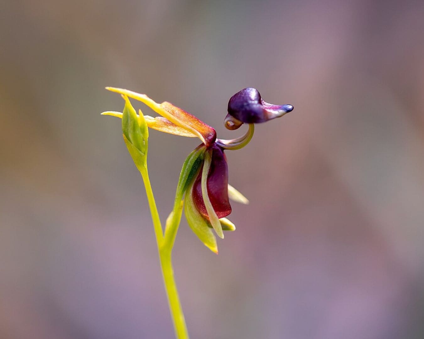 Flying duck orchid