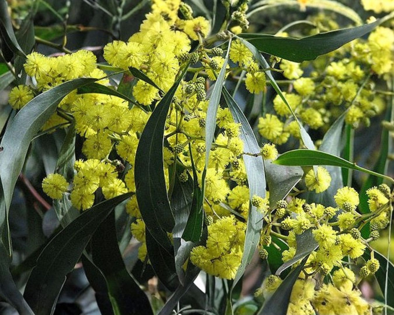 Golden wattle