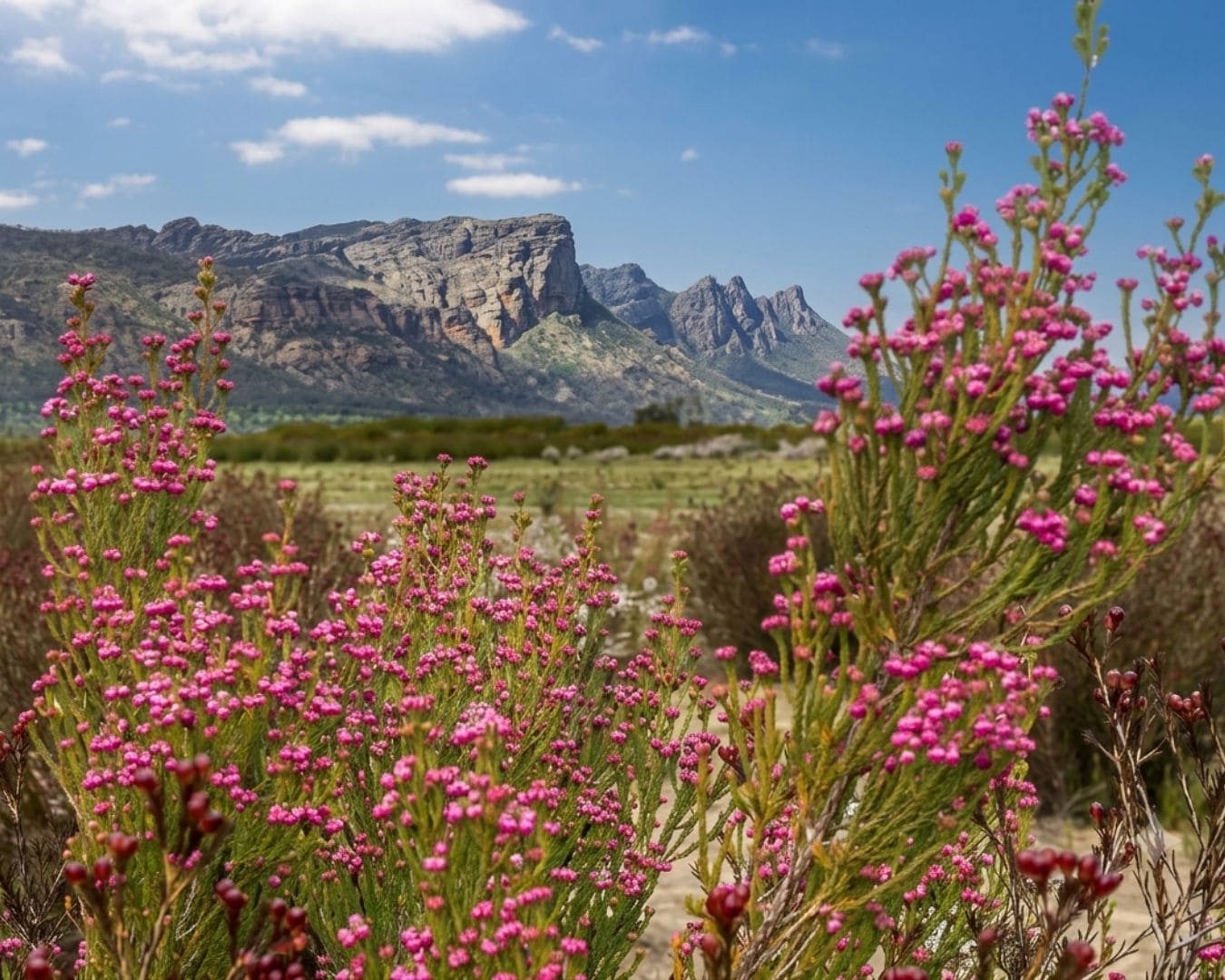 Springtime in Grampians National Park, Victoria