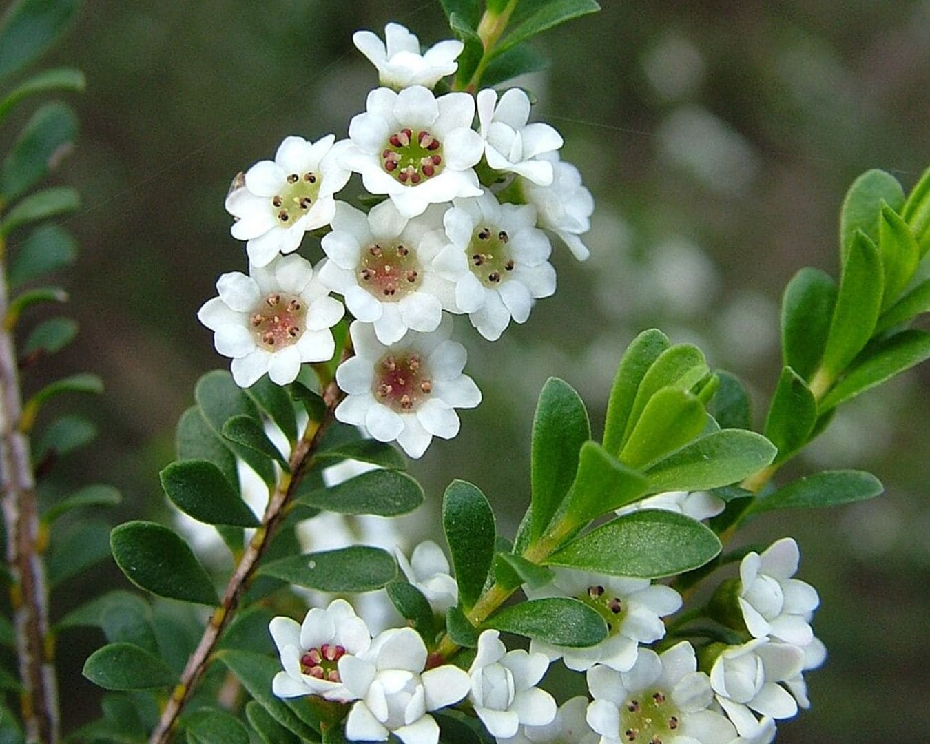 Grampians thryptomene