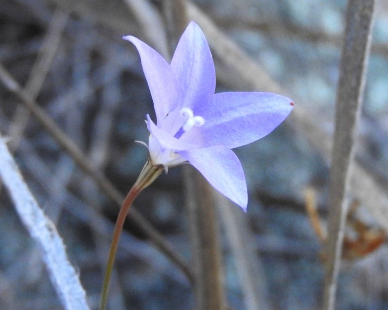 Granite bluebell