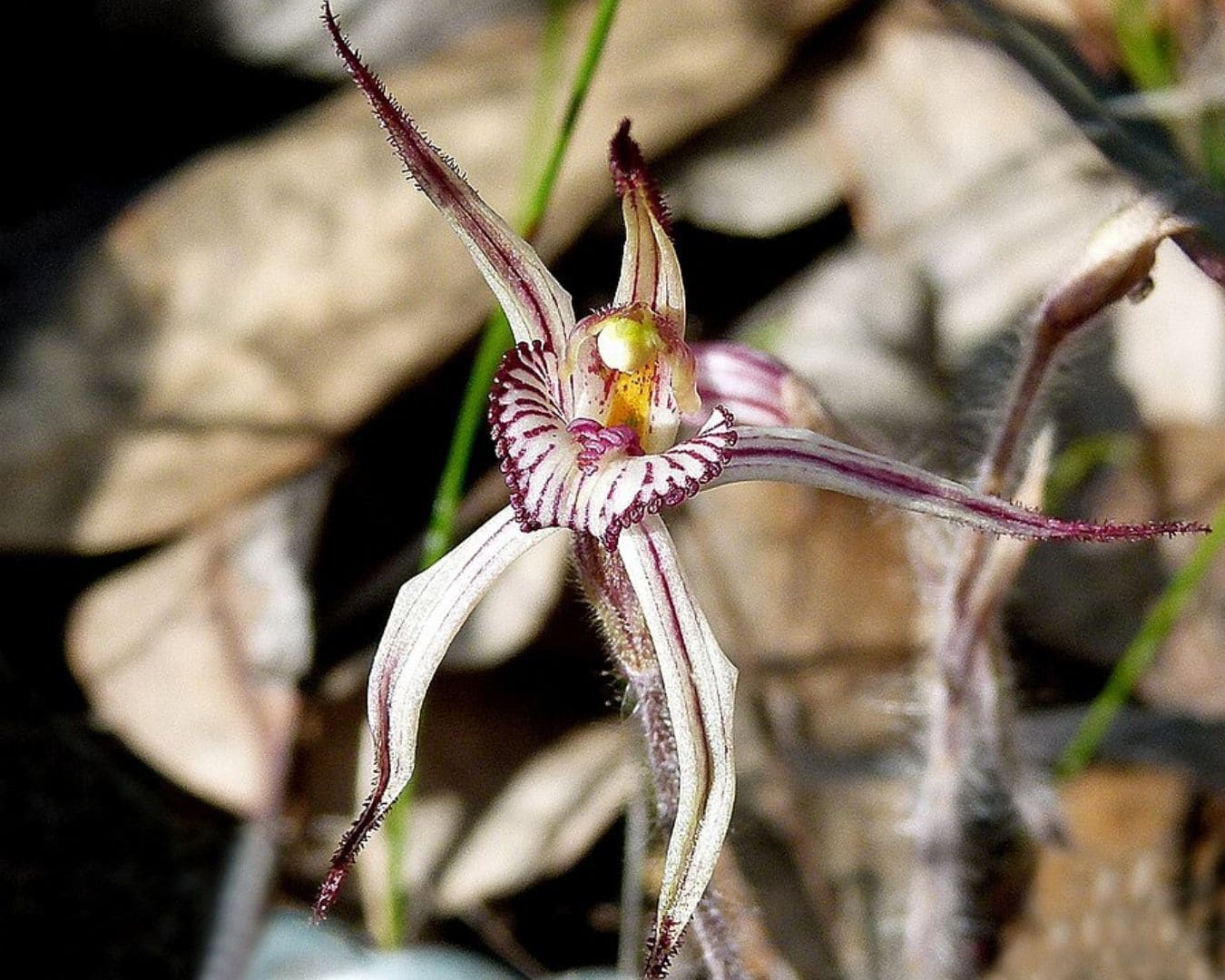 Kalbarri spider orchid
