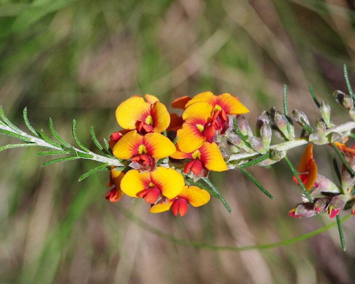 Parrot pea