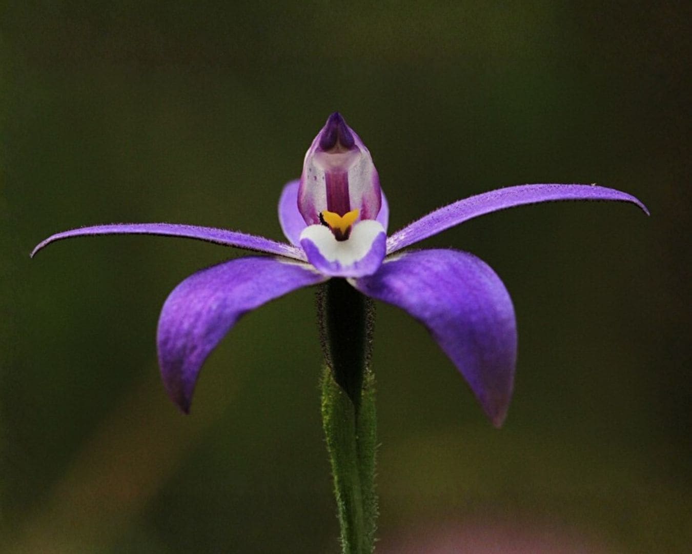 Waxlip orchid