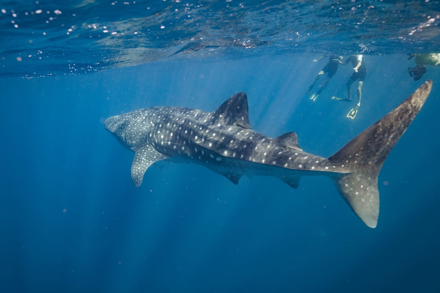 Whale Shark, Ningaloo Reef, WA