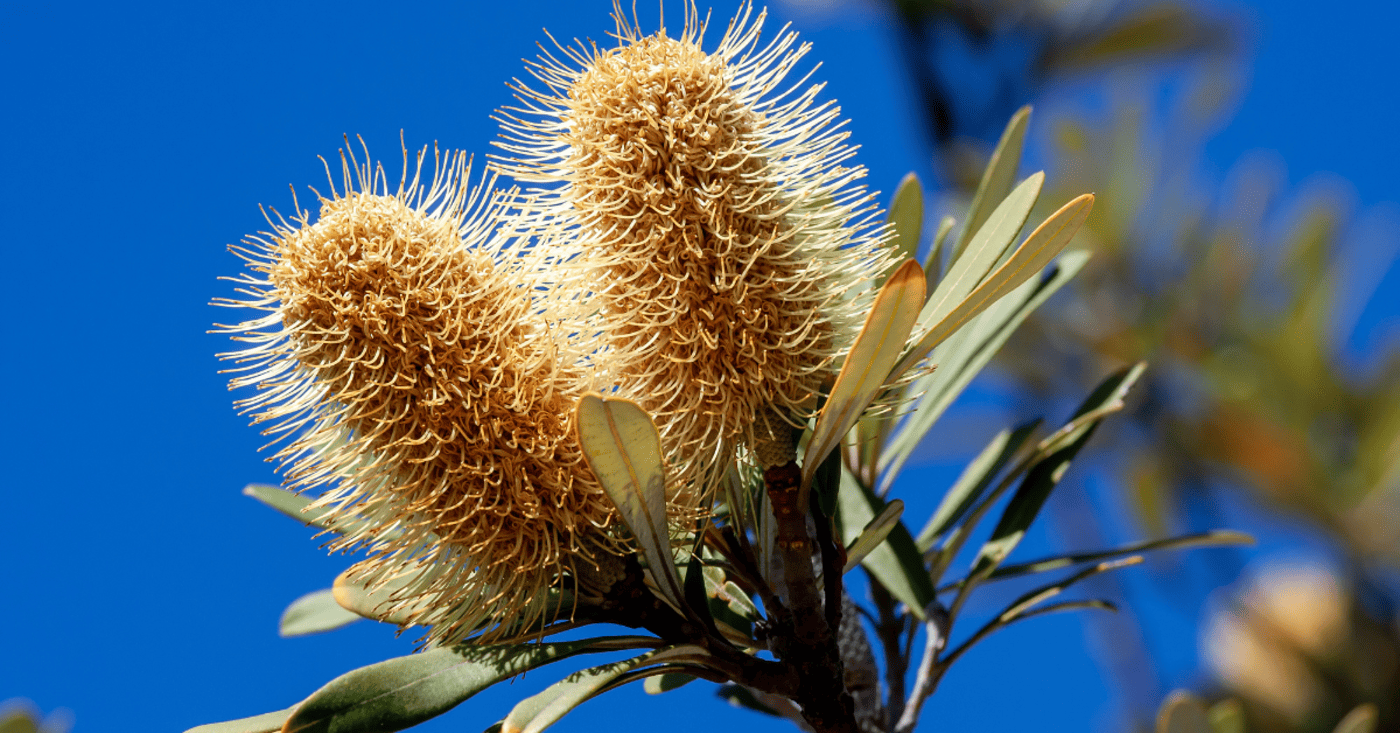 Banksia flower, QLD