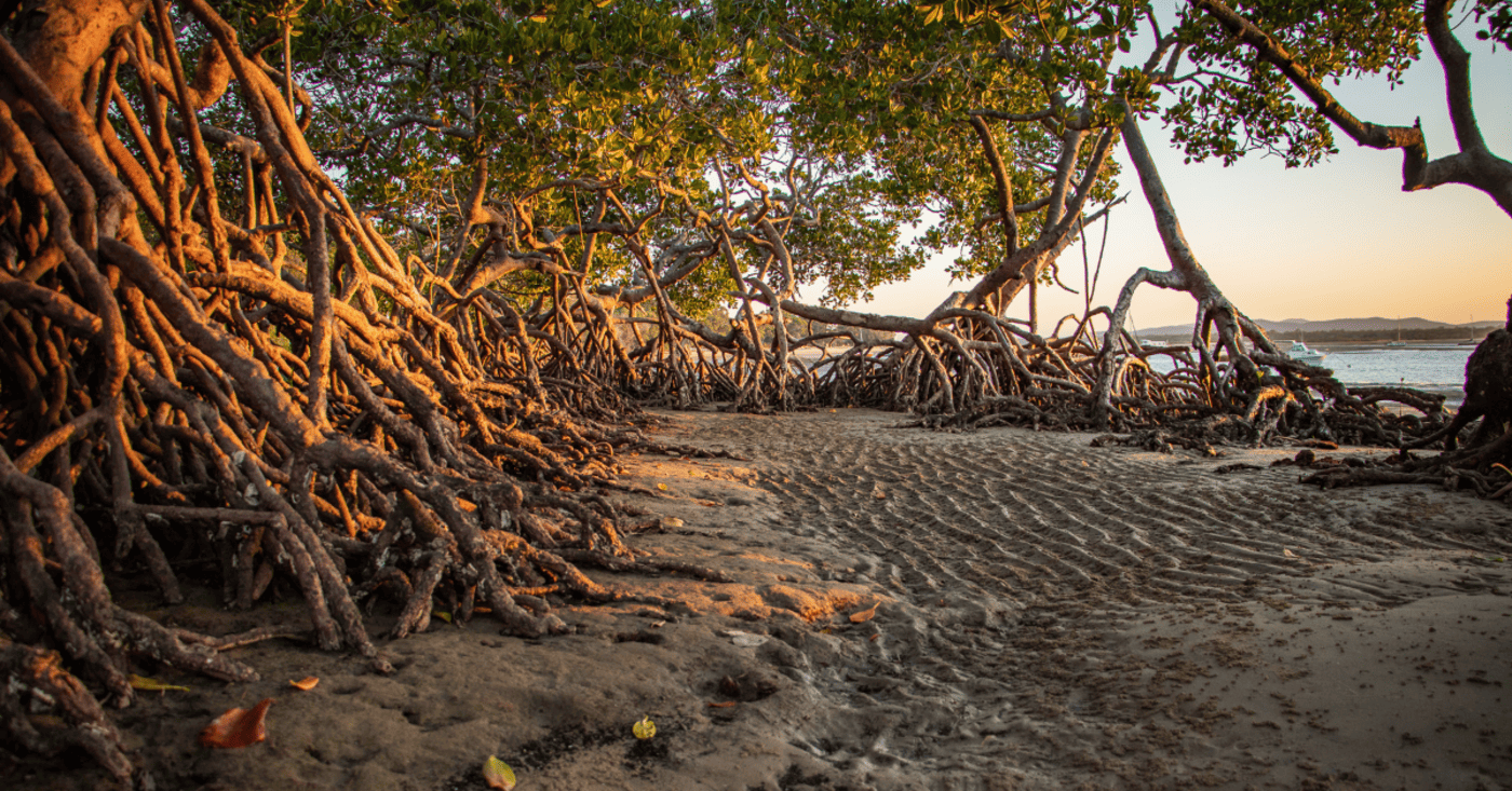 Sunset Mangroves, QLD