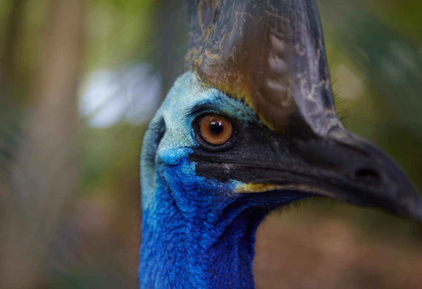 Cassowary, QLD.