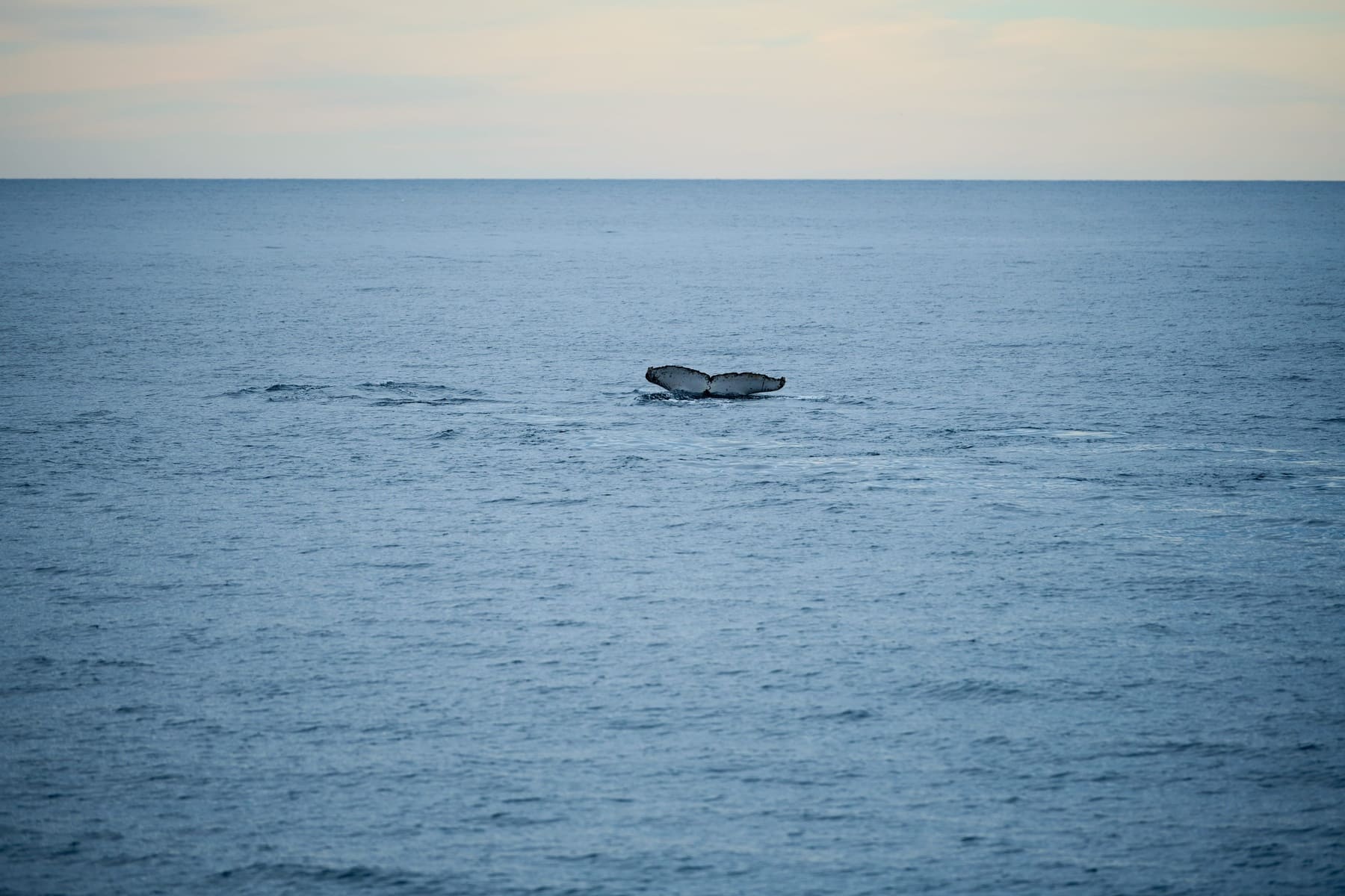 Jervis Bay Whale Watching, NSW.
