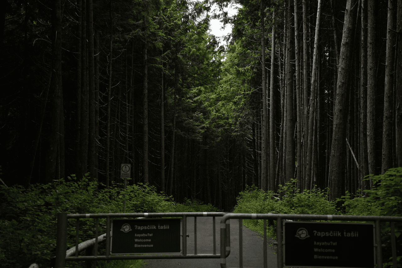 Dense old-growth forest on Vancouver Island, British Columbia