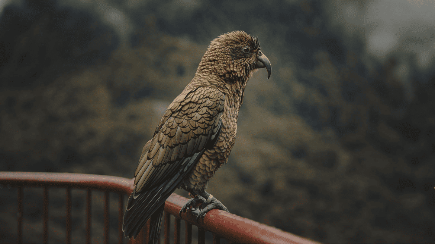 Kea bird at Arthur’s Pass, South Island NZ